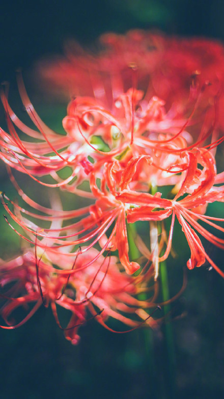 彼岸花高清美景圖片，超美手機(jī)壁紙圖集