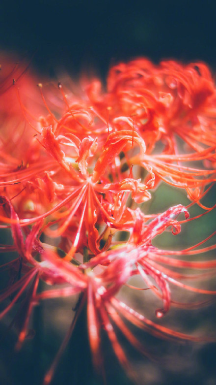 彼岸花高清美景圖片，超美手機(jī)壁紙圖集