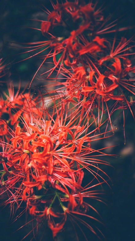 彼岸花高清美景圖片，超美手機(jī)壁紙圖集