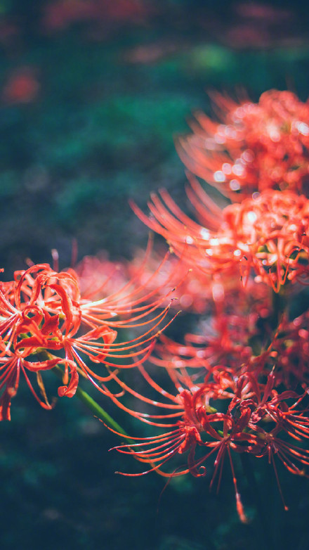 彼岸花高清美景圖片，超美手機(jī)壁紙圖集