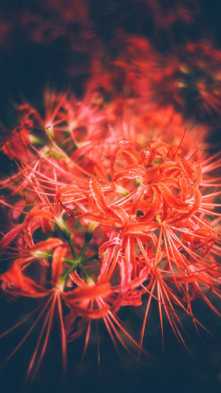 彼岸花高清美景圖片，超美手機(jī)壁紙圖集