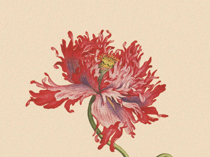 郎世寧的工筆畫欣賞，品味國畫藝術(shù)的古典之美