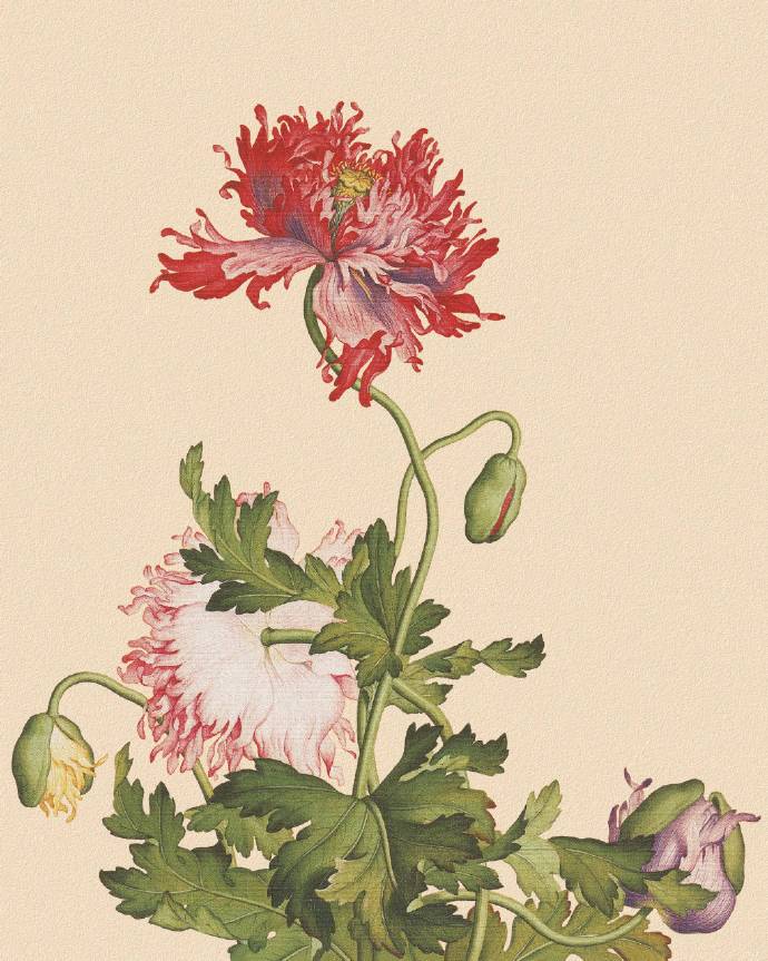 郎世寧的工筆畫欣賞，品味國畫藝術(shù)的古典之美