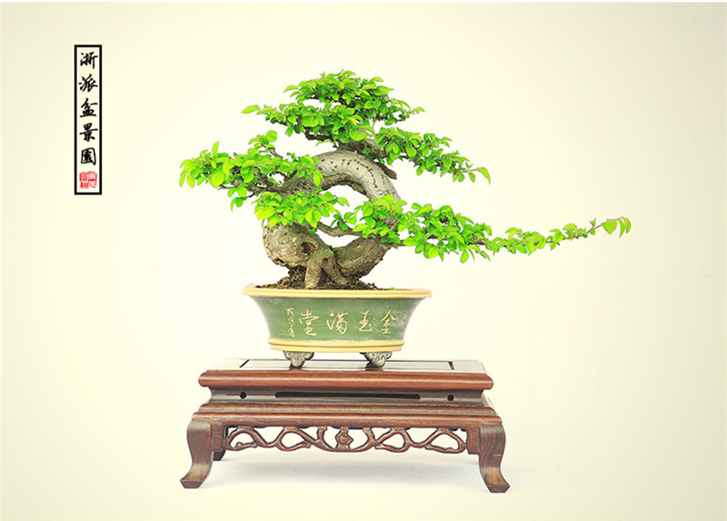 盆景作品云中旭日，榆樹小品盆景