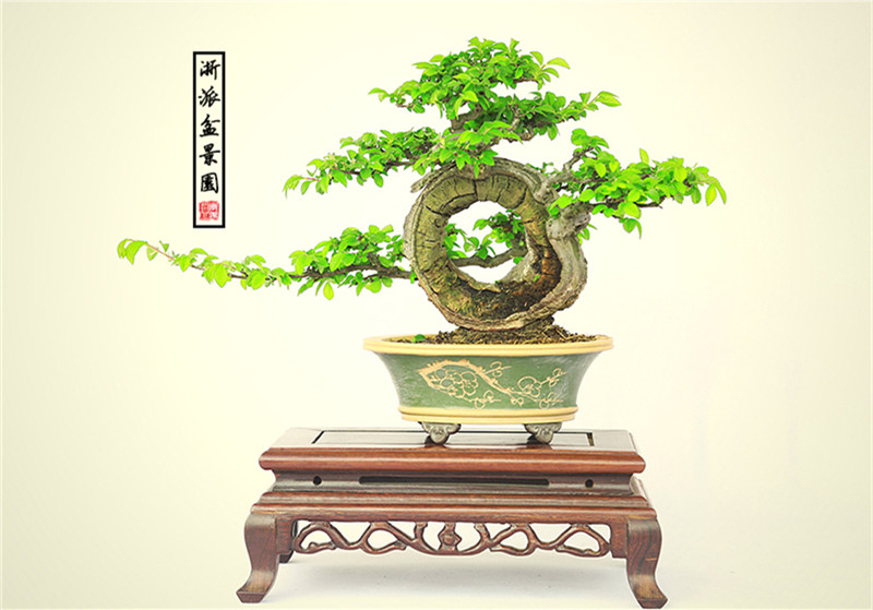 盆景作品云中旭日，榆樹小品盆景