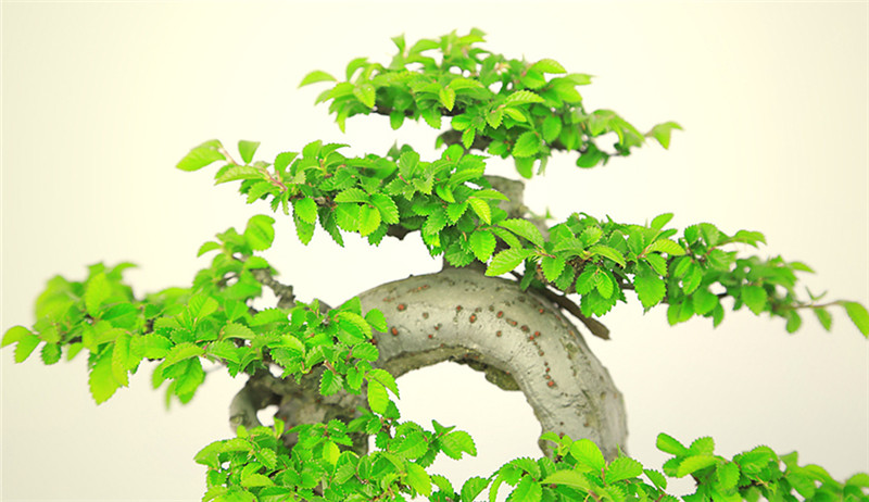 盆景作品云中旭日，榆樹小品盆景