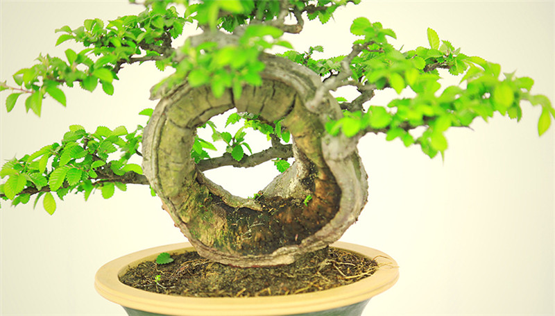 盆景作品云中旭日，榆樹小品盆景