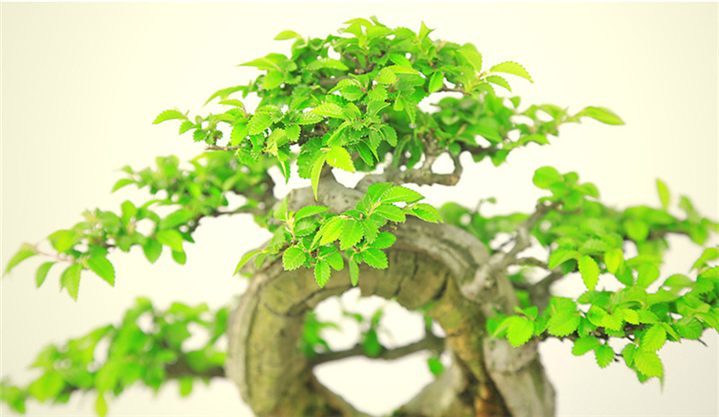 盆景作品云中旭日，榆樹小品盆景