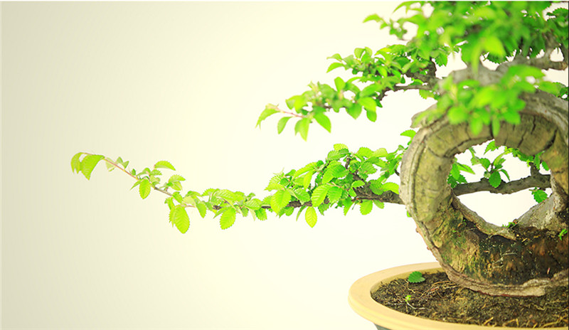 盆景作品云中旭日，榆樹小品盆景