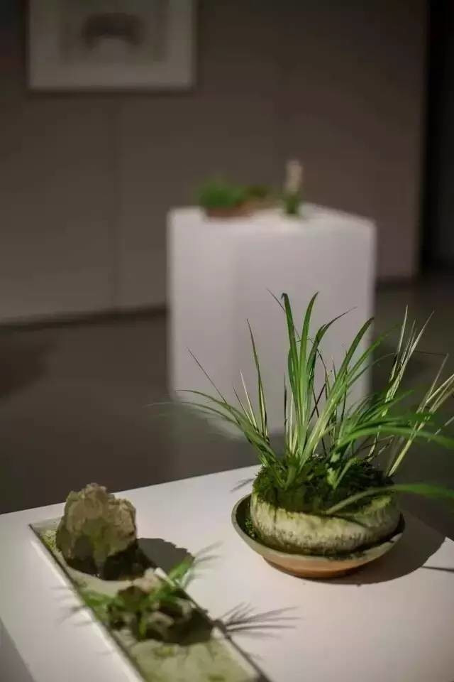 耐苦寒安淡泊古時(shí)“神草”菖蒲