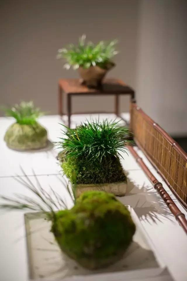 耐苦寒安淡泊古時(shí)“神草”菖蒲