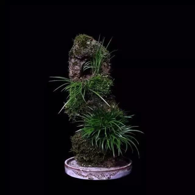 耐苦寒安淡泊古時(shí)“神草”菖蒲