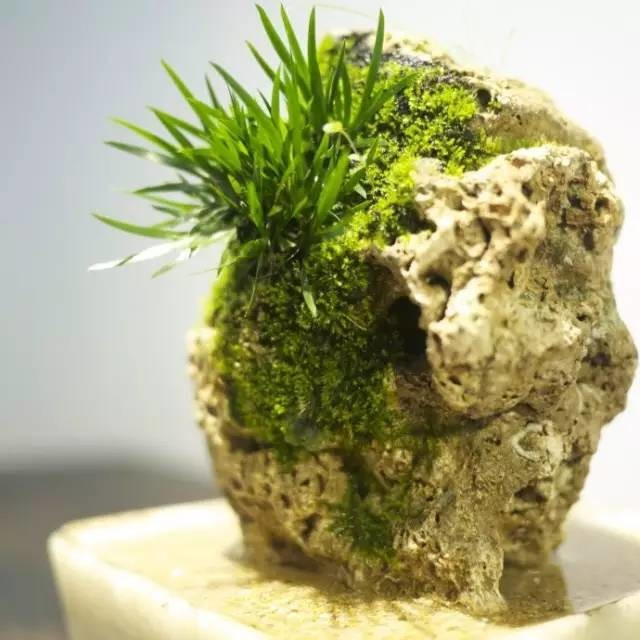 耐苦寒安淡泊古時(shí)“神草”菖蒲