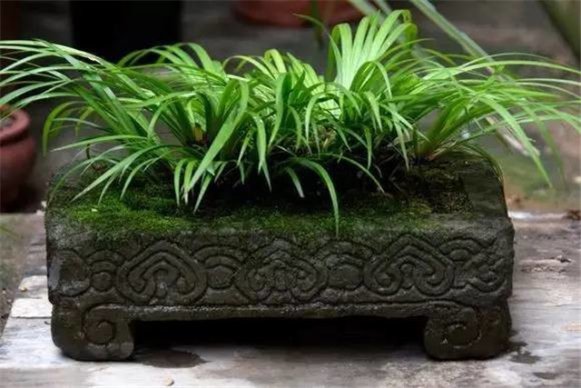 耐苦寒安淡泊古時(shí)“神草”菖蒲