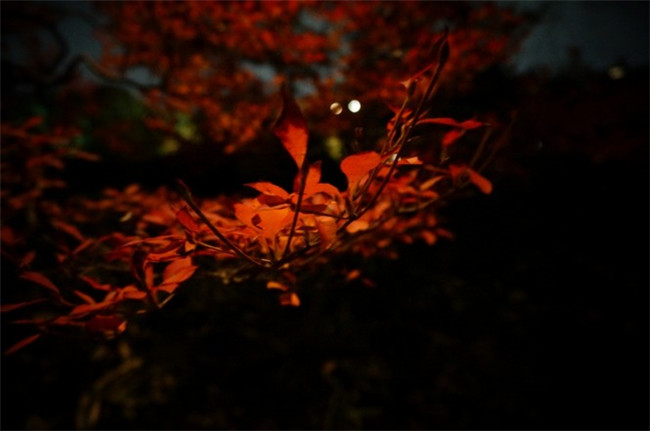 紅葉似火意似情，楓葉夜色攝影欣賞