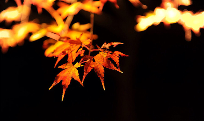 紅葉似火意似情，楓葉夜色攝影欣賞