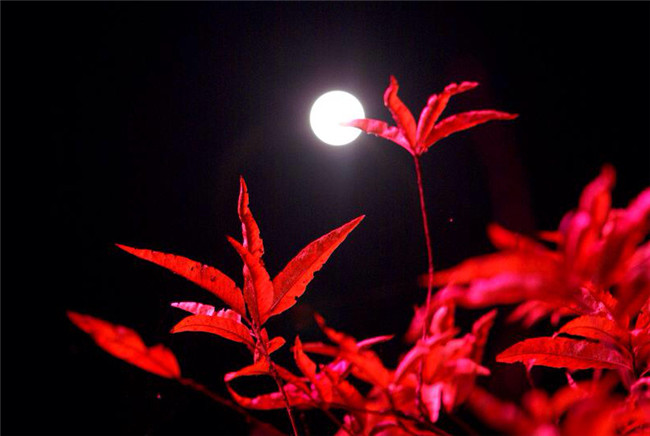 紅葉似火意似情，楓葉夜色攝影欣賞