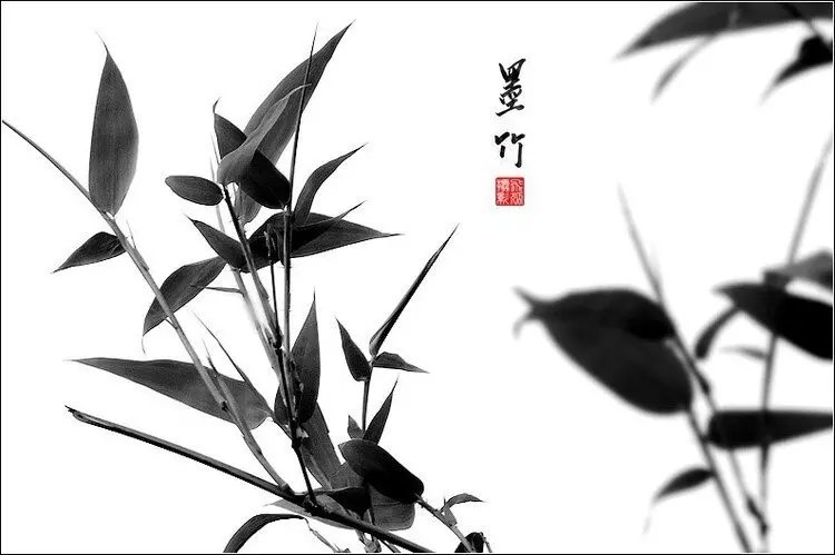 中國(guó)水墨風(fēng)格竹子攝影欣賞