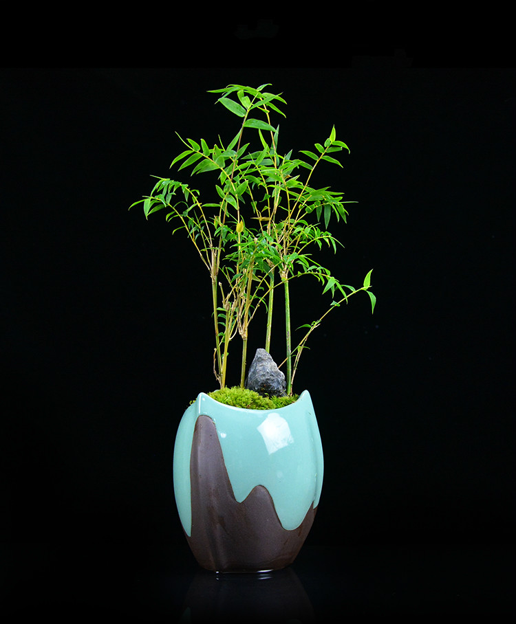 米竹雅致盆景，四季常青竹韻盆景圖片