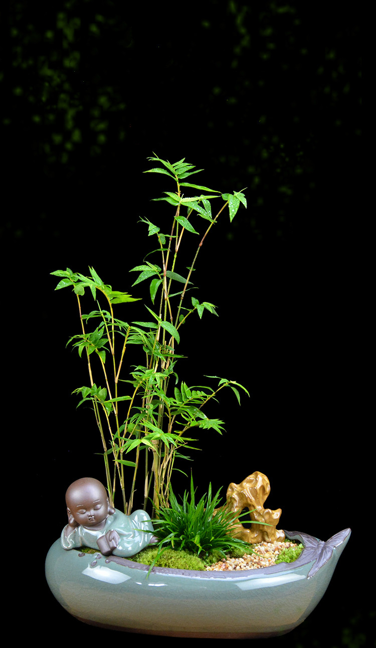 米竹雅致盆景，四季常青竹韻盆景圖片