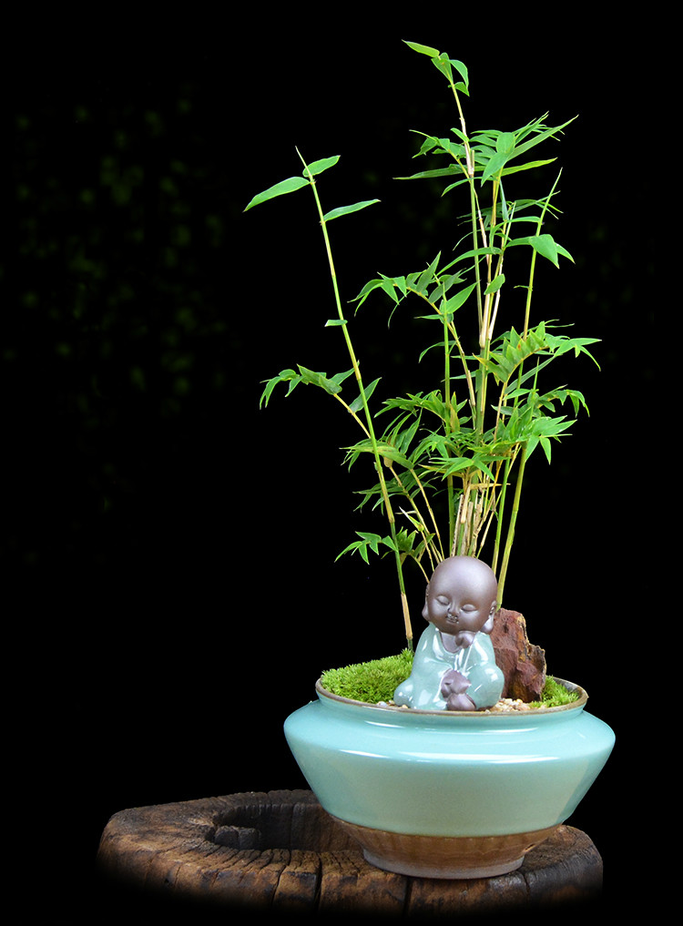 米竹雅致盆景，四季常青竹韻盆景圖片