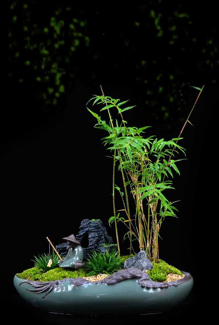 米竹雅致盆景，四季常青竹韻盆景圖片