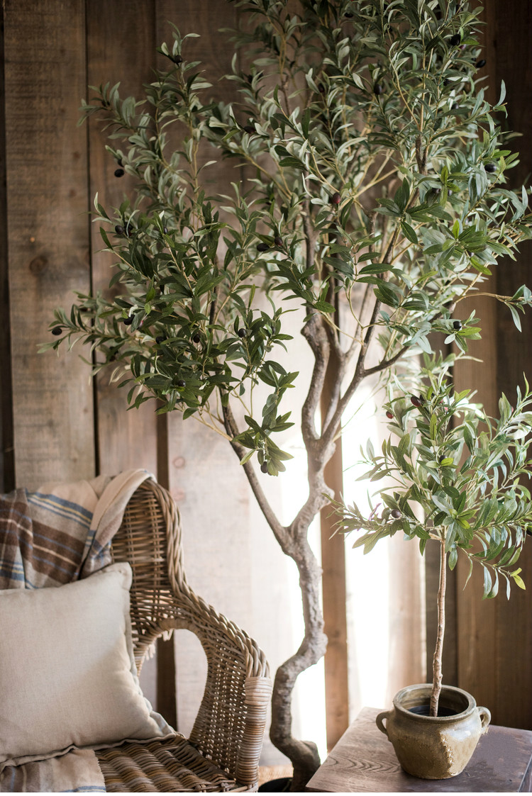 百搭橄欖樹(shù)盆景，高貴祥和橄欖盆景圖片