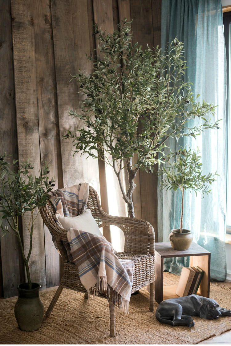 百搭橄欖樹(shù)盆景，高貴祥和橄欖盆景圖片