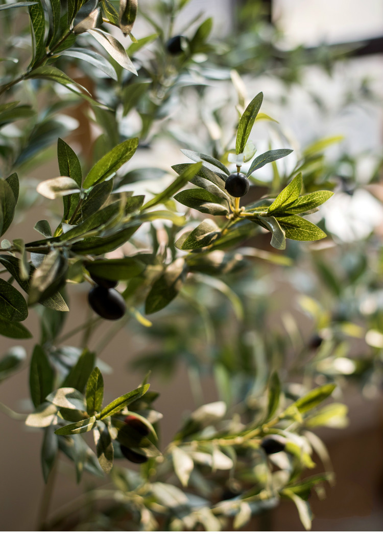 百搭橄欖樹(shù)盆景，高貴祥和橄欖盆景圖片