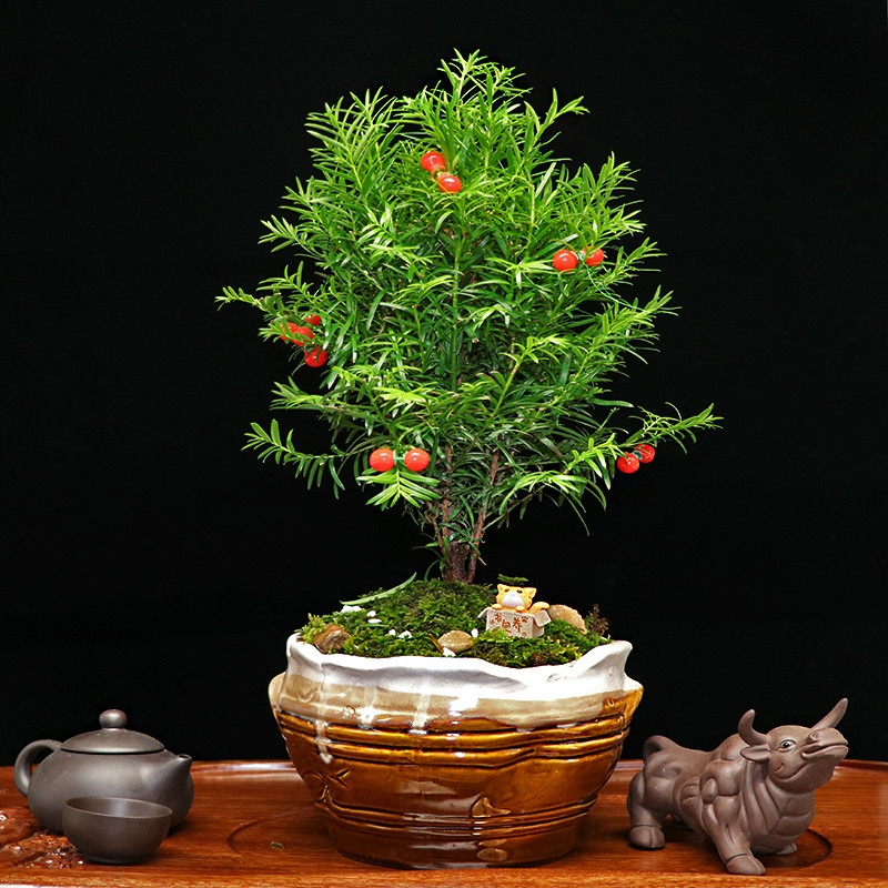 秀麗可愛(ài)紅豆杉盆景，四季如春紅豆杉盆景圖片