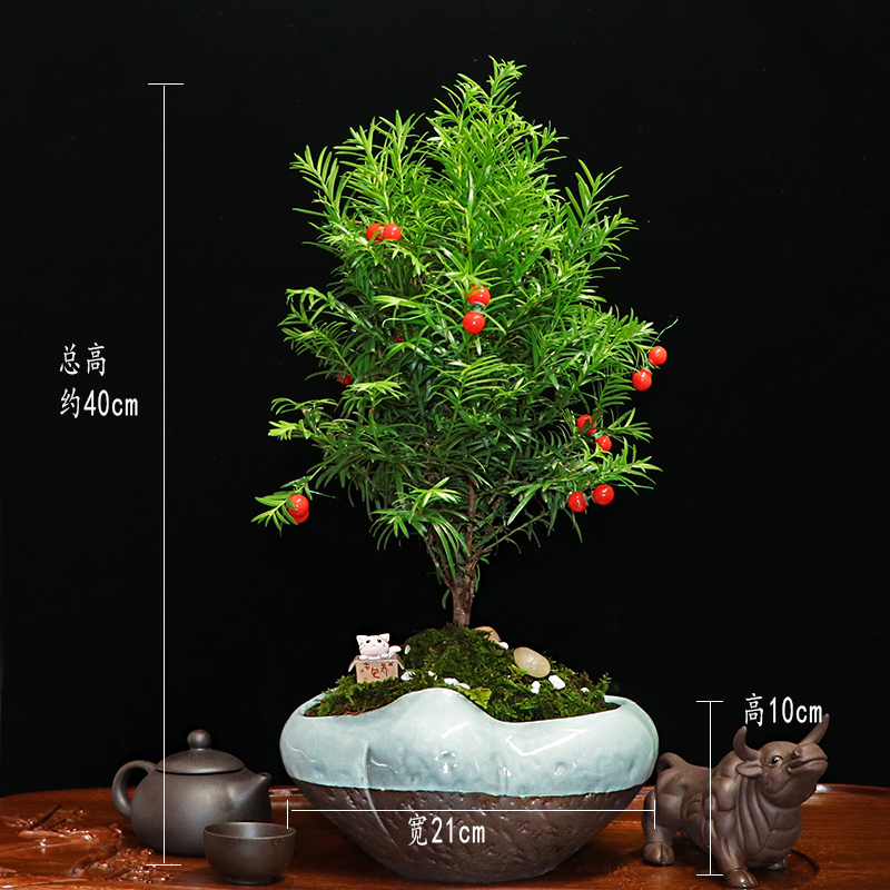 秀麗可愛(ài)紅豆杉盆景，四季如春紅豆杉盆景圖片