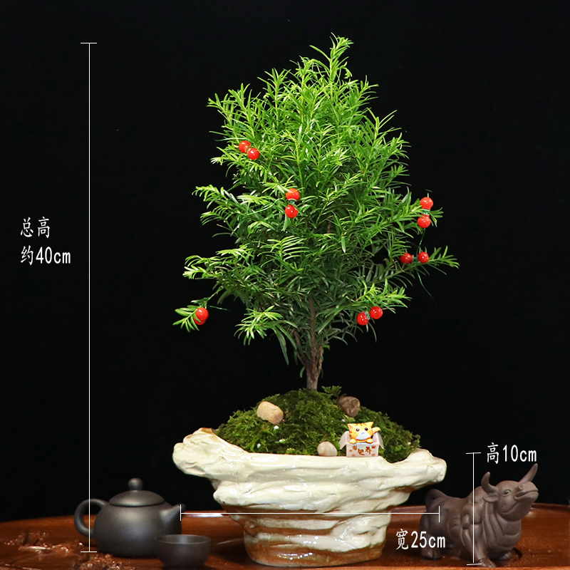 秀麗可愛(ài)紅豆杉盆景，四季如春紅豆杉盆景圖片