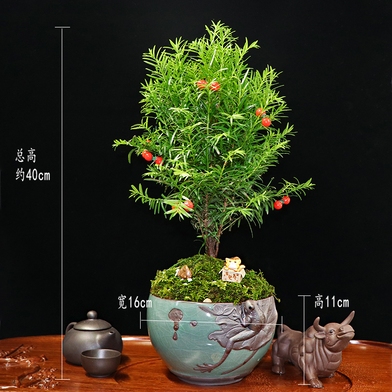 秀麗可愛(ài)紅豆杉盆景，四季如春紅豆杉盆景圖片