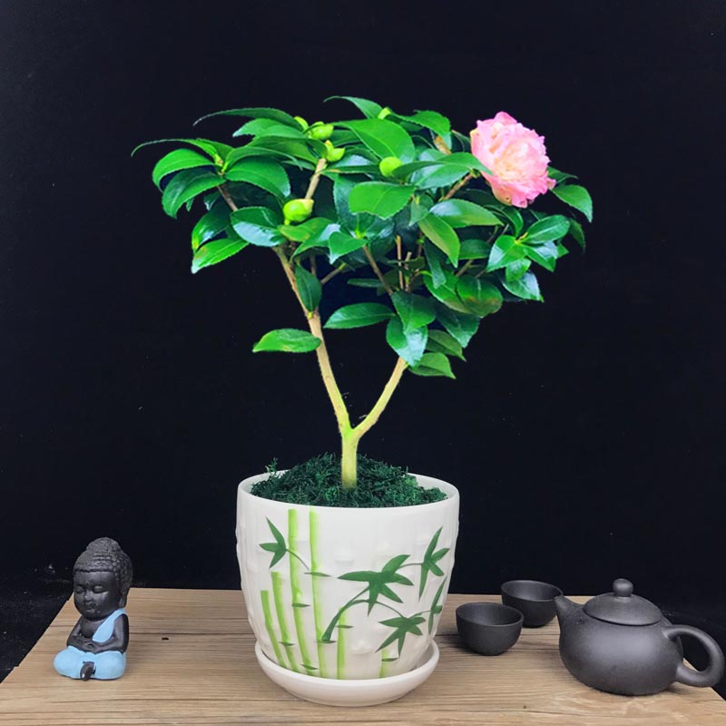 山茶花盆景，繽紛艷麗山茶花盆景圖片