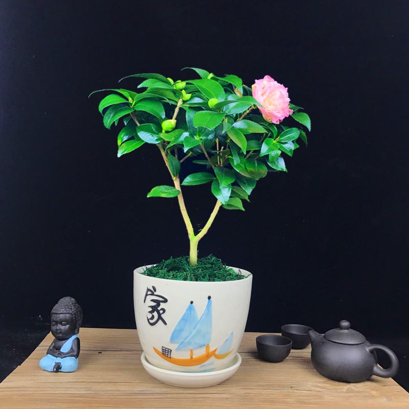 山茶花盆景，繽紛艷麗山茶花盆景圖片