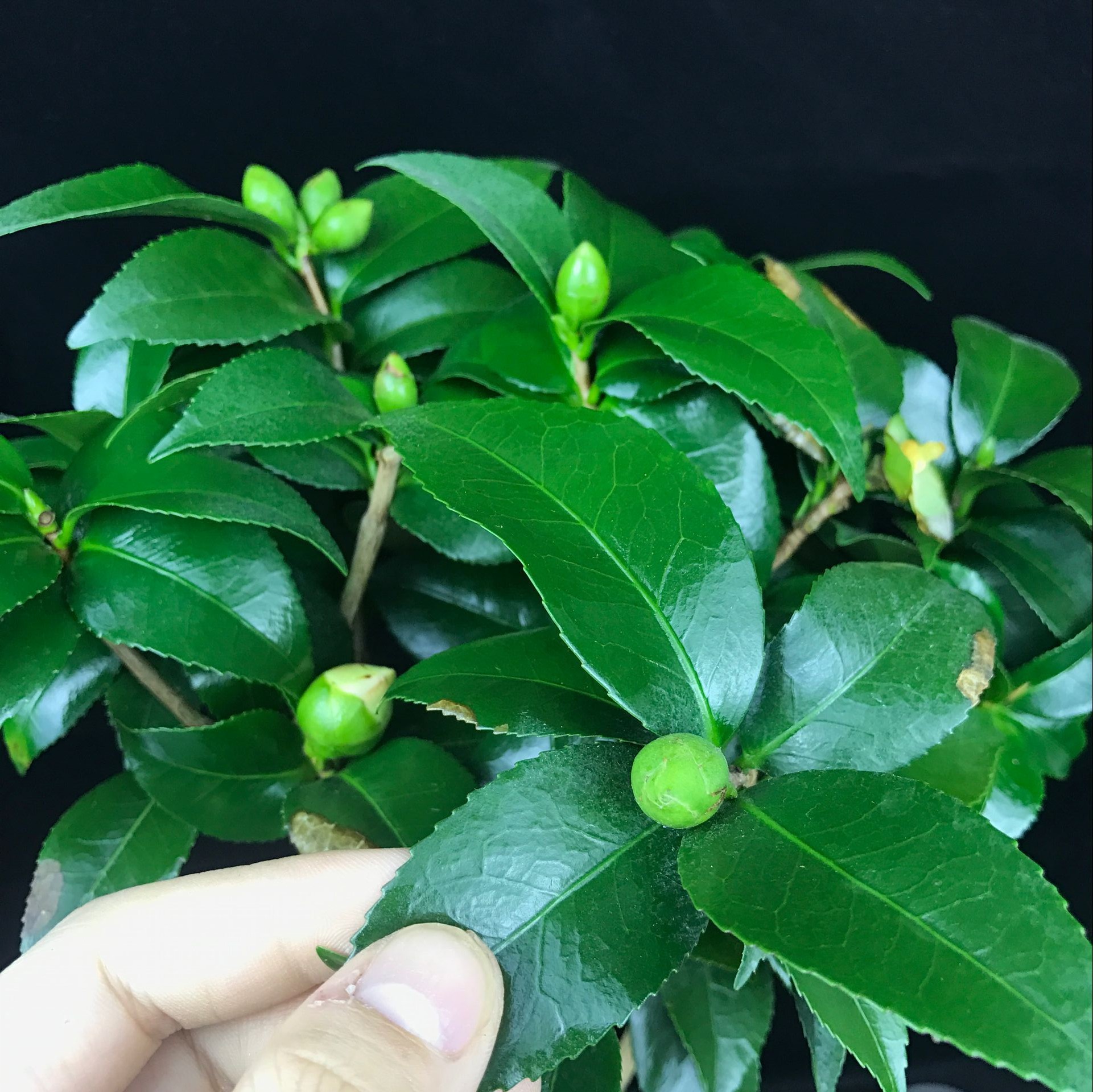 山茶花盆景，繽紛艷麗山茶花盆景圖片