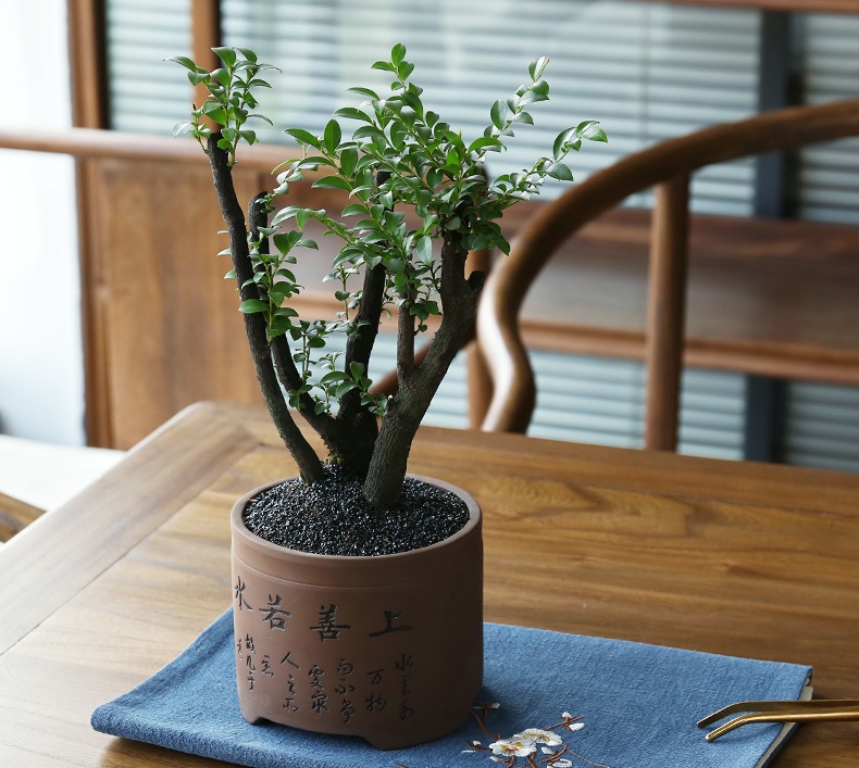 小葉紫檀盆景，黑骨茶樣式盆景圖片