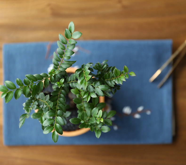 小葉紫檀盆景，黑骨茶樣式盆景圖片