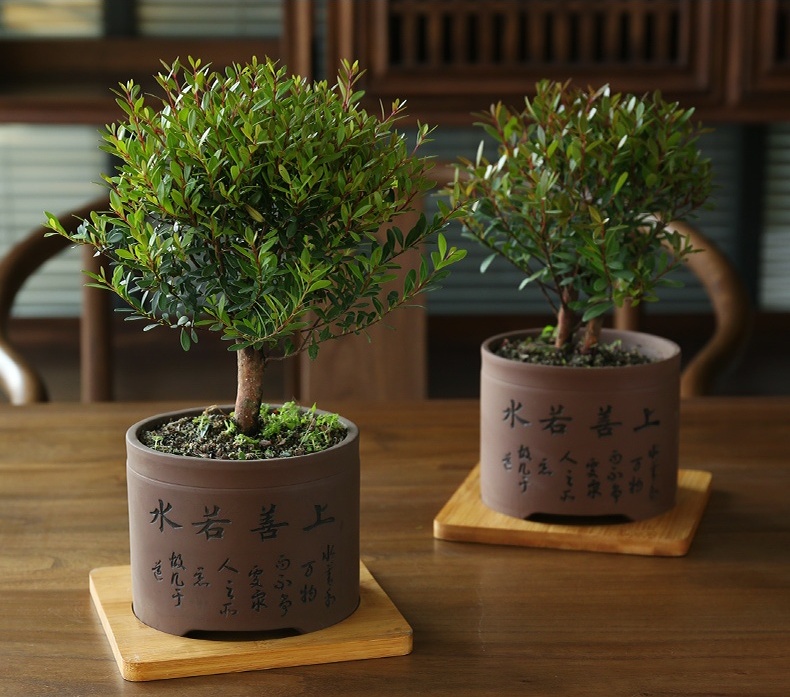 小葉紫檀盆景，黑骨茶樣式盆景圖片