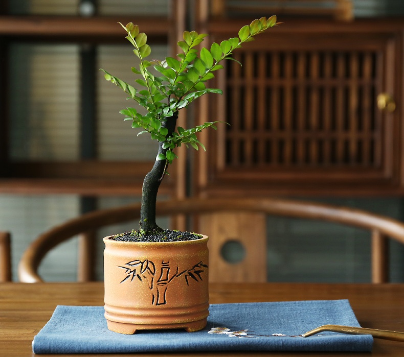 小葉紫檀盆景，黑骨茶樣式盆景圖片