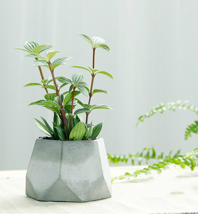 簡(jiǎn)約水泥盆景，創(chuàng)意時(shí)尚盆景圖片