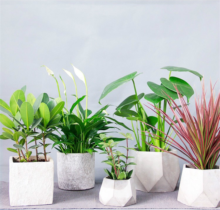 簡(jiǎn)約水泥盆景，創(chuàng)意時(shí)尚盆景圖片