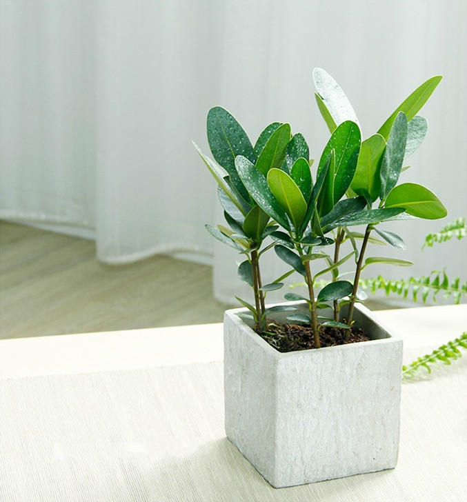 簡(jiǎn)約水泥盆景，創(chuàng)意時(shí)尚盆景圖片
