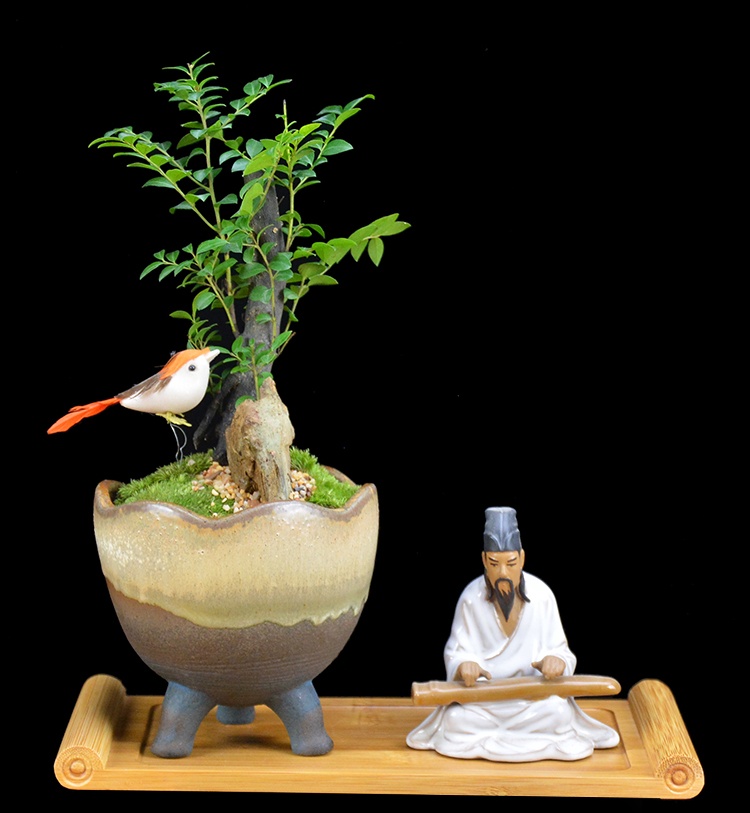 樹樁花卉盆景，紫砂海螺盆景圖片