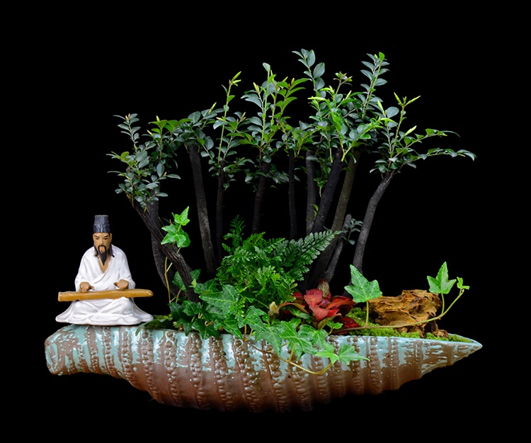 樹樁花卉盆景，紫砂海螺盆景圖片