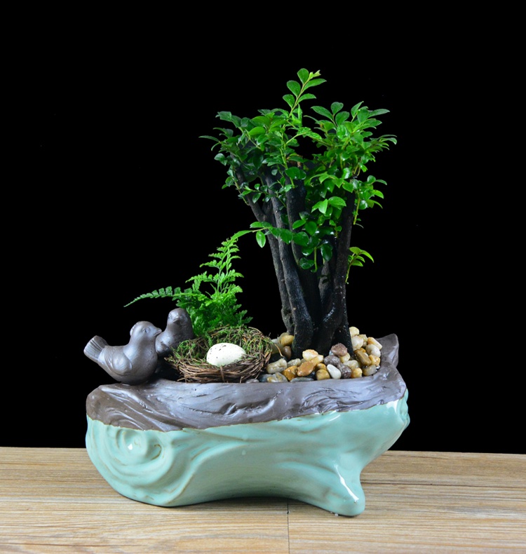 樹樁花卉盆景，紫砂海螺盆景圖片