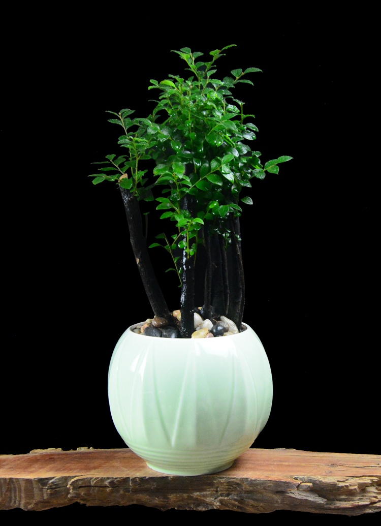 樹樁花卉盆景，紫砂海螺盆景圖片