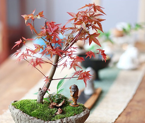 紅楓樹(shù)盆景，簡(jiǎn)約美觀盆景圖片