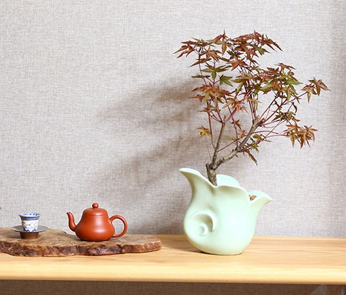 紅楓樹(shù)盆景，簡(jiǎn)約美觀盆景圖片