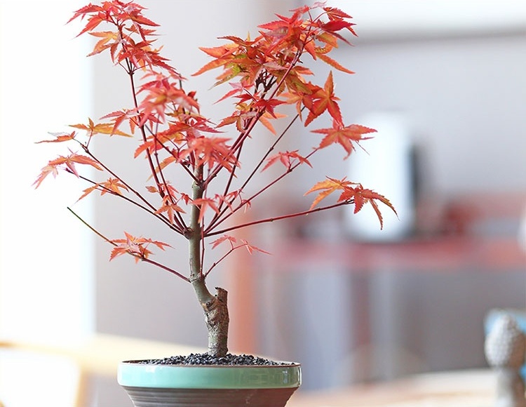 紅楓樹(shù)盆景，簡(jiǎn)約美觀盆景圖片